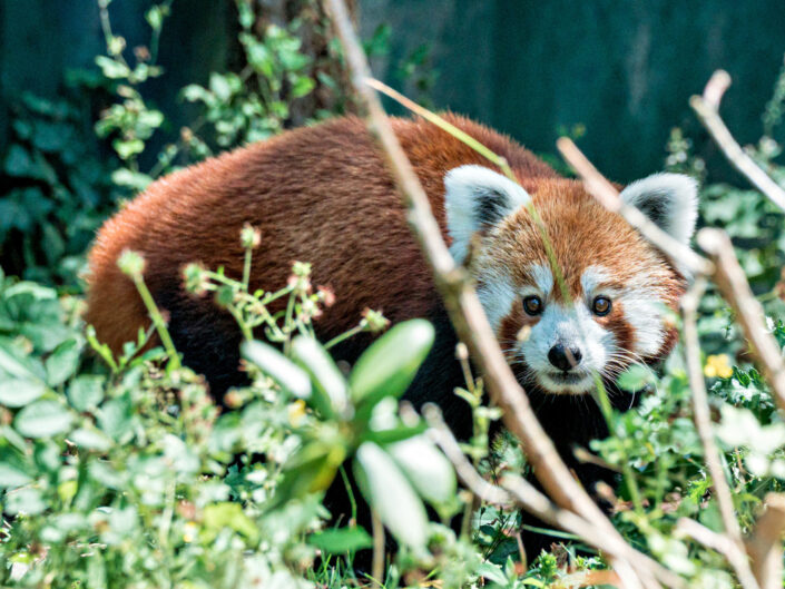 Beautiful animals